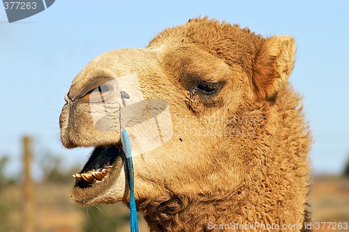 Image of close up of camel