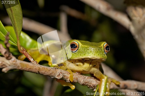 Image of green tree frog