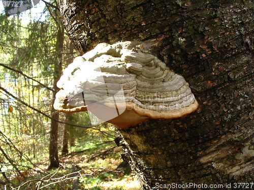 Image of Fungus