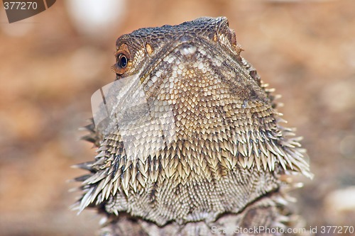 Image of lizard head raised