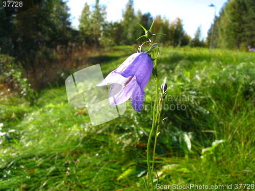 Image of Bellflower