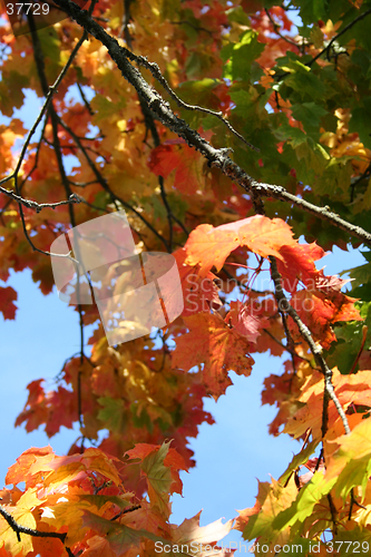 Image of Autumn leaves