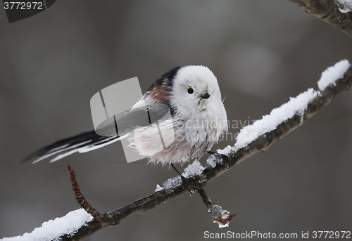 Image of long tailed tit