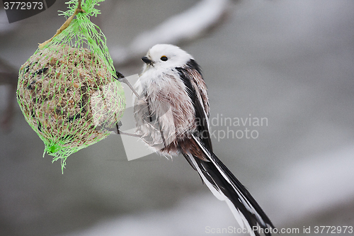 Image of long tailed tit