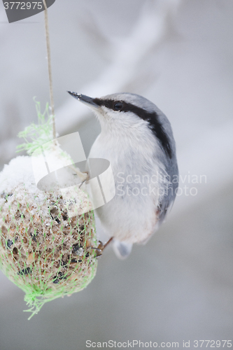 Image of nuthatch