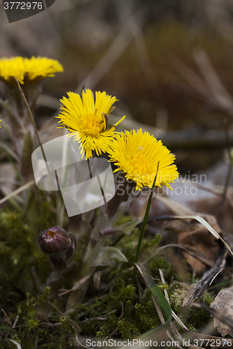 Image of tussilago farfare