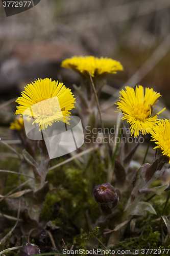 Image of tussilago farfare