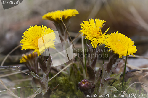 Image of tussilago farfare