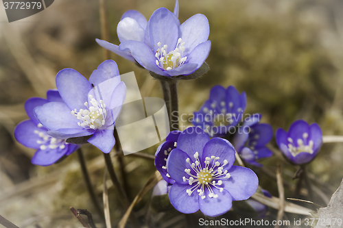 Image of blue anemones