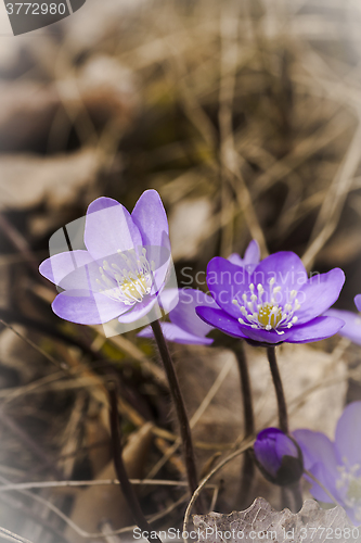 Image of hepatica nobilis