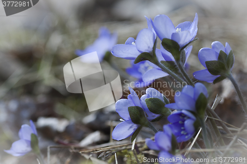 Image of blue anemones