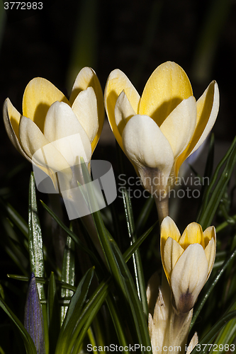 Image of crocuses