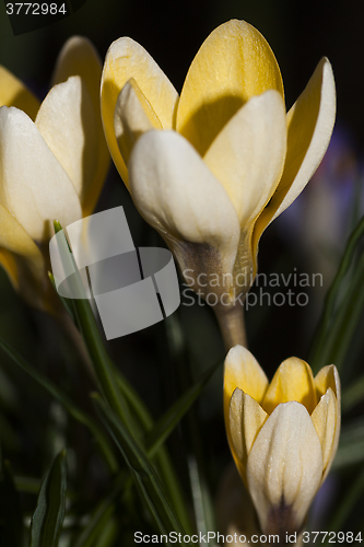 Image of crocus