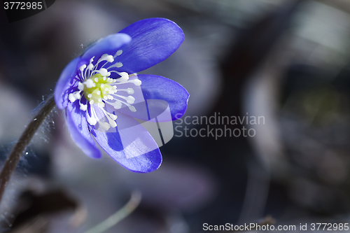 Image of blue anemone