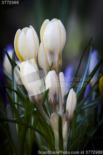 Image of crocus