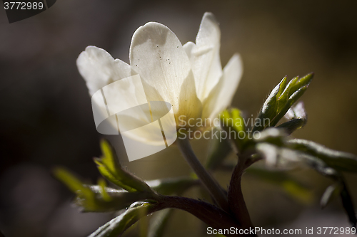 Image of anemone nemorosa