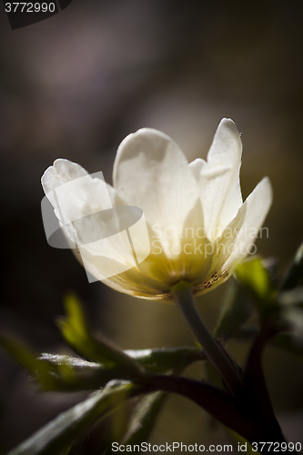 Image of thimbleweed