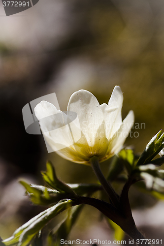 Image of wood anemone