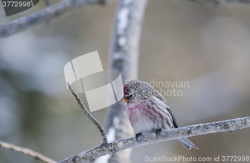 Image of redpoll