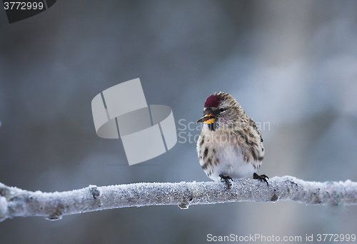 Image of redpoll with a cigarr