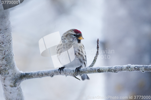 Image of redpoll