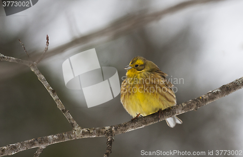 Image of yellowhammer