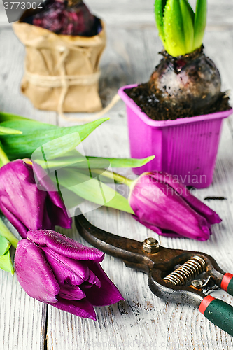 Image of Still life with spring flowers