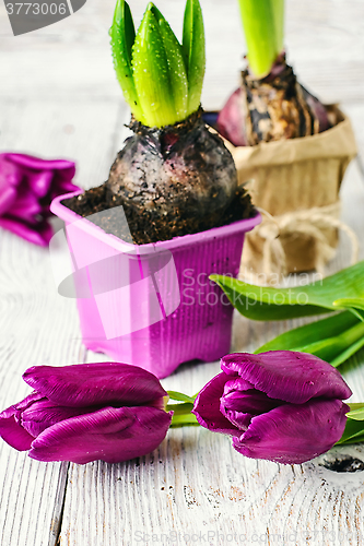 Image of Still life with spring flowers