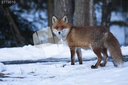 Image of redfox