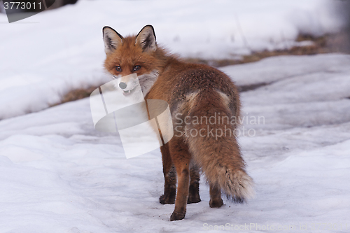 Image of red fox in snow