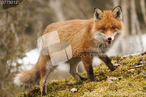 Image of red fox