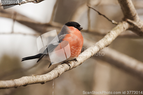 Image of bullfinch