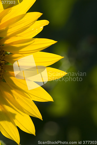 Image of sunflower 1