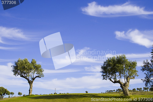 Image of lonely trees 4