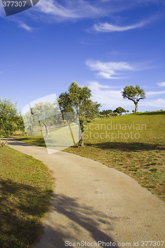 Image of lonely trees 5