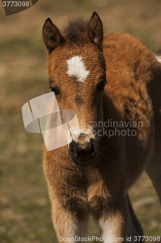 Image of pony foal