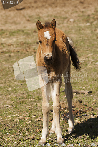 Image of pony colt