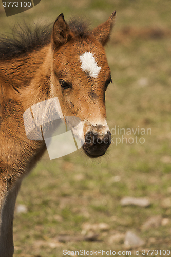 Image of colt