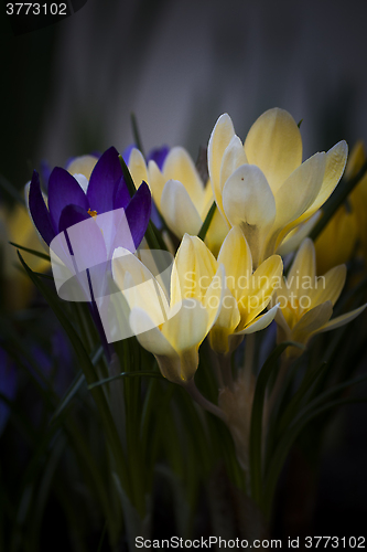 Image of crocus