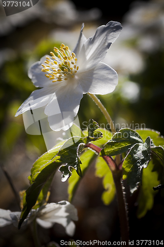 Image of wood anemone