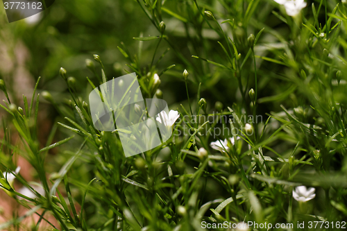 Image of Sweet alyssum