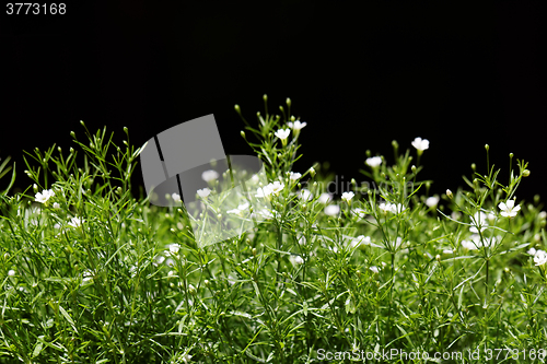 Image of Sweet alyssum