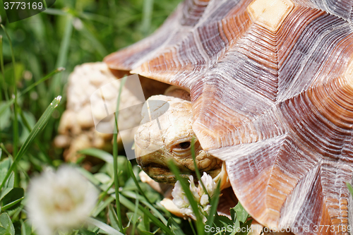 Image of African Spurred Tortoise