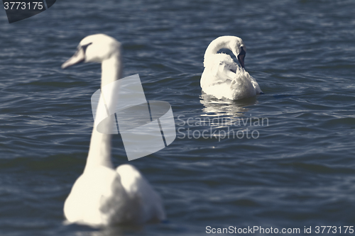 Image of White swan