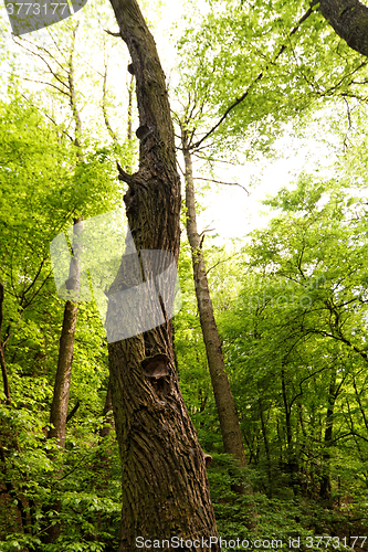 Image of Forest at spring