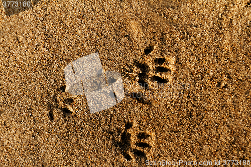 Image of Animal foot print