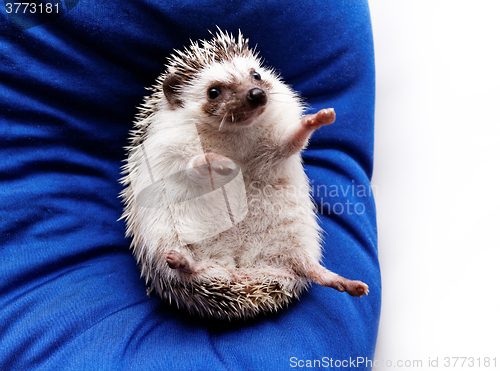 Image of Cute hedgehog