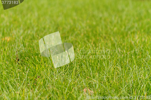Image of Green grass