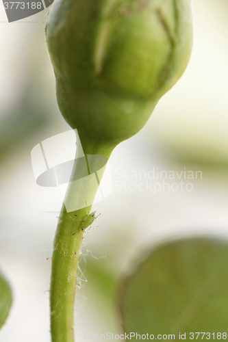 Image of Green aphid