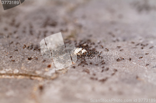 Image of Ants of bread